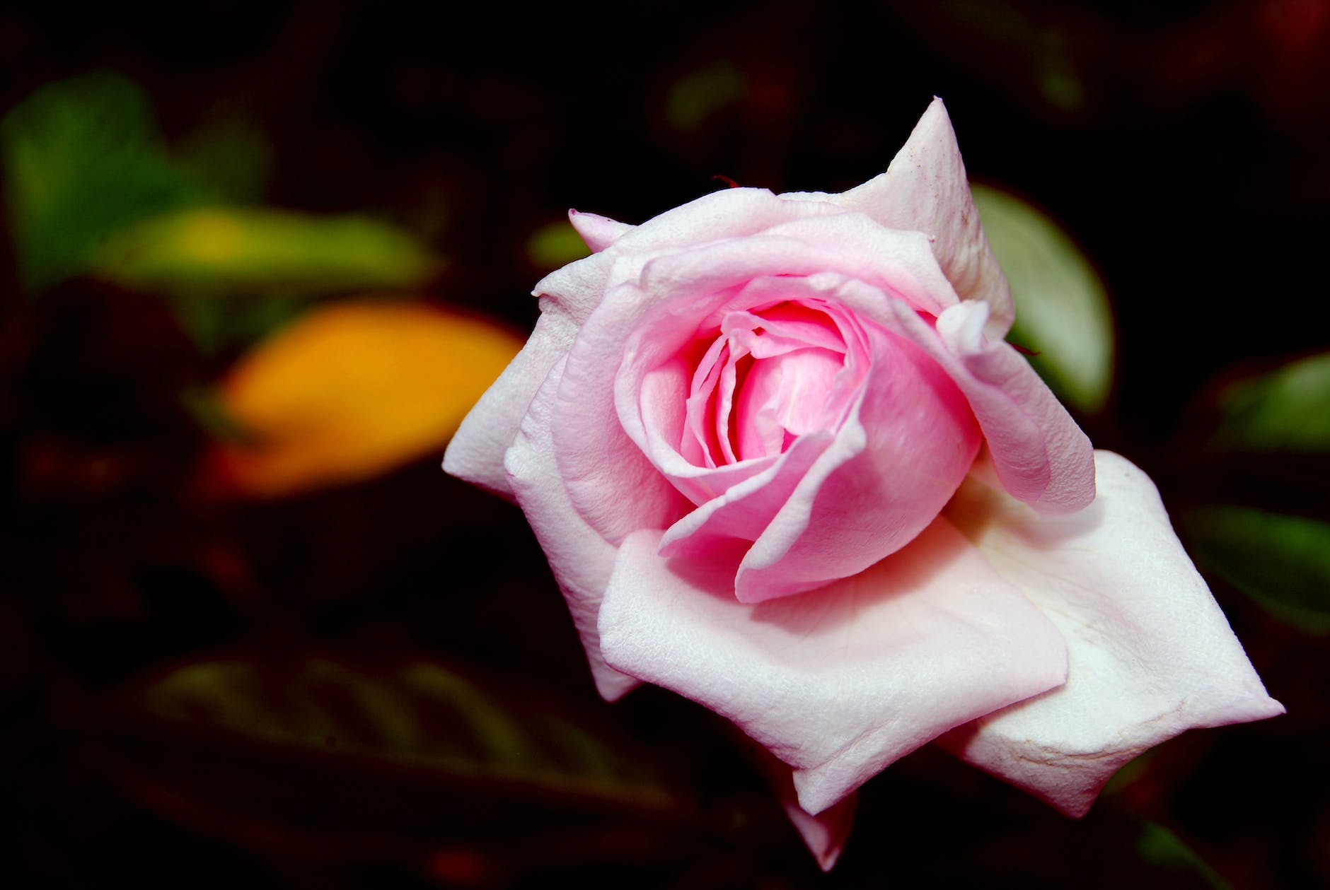 parfum rose zum smoking abendkleid
